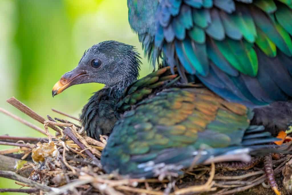 The chick of Nicobar pigeon, a pigeon found on small islands and in coastal regions from the Andaman and Nicobar Islands, India, east through the Malay Archipelago, to the Solomons and Palau.