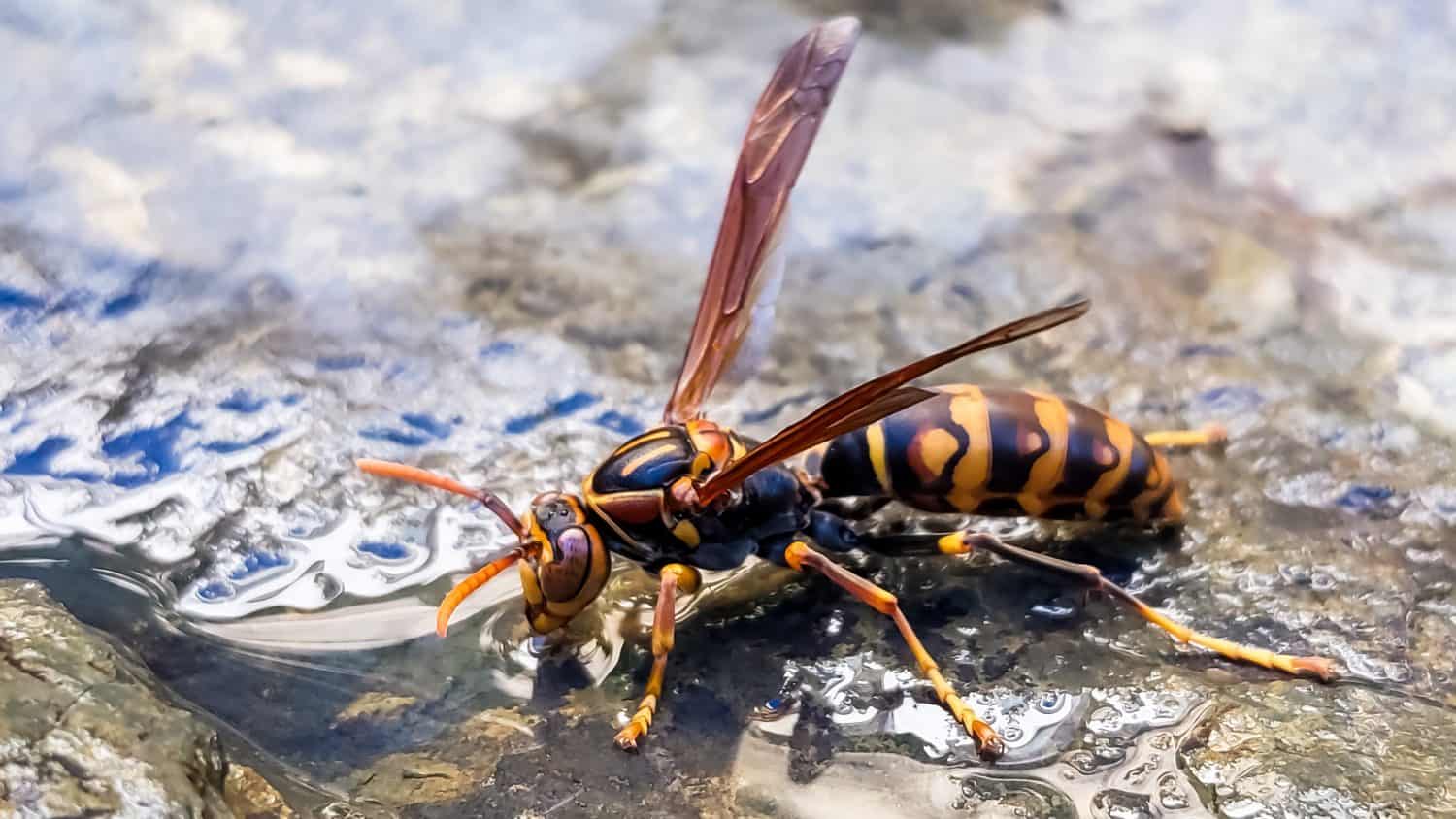 close up of wasps or bees drinking water on rocks after the rain stops