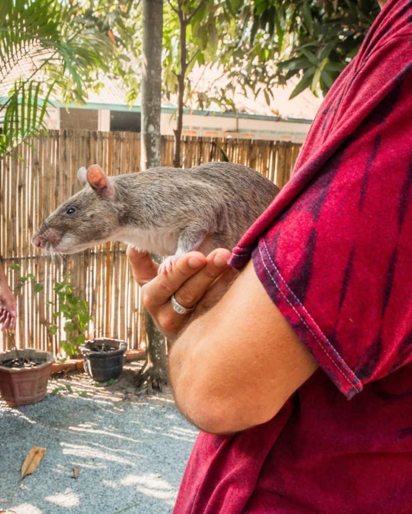 Rat Hailed as a Hero After Helping Clear Landmines - A-Z Animals