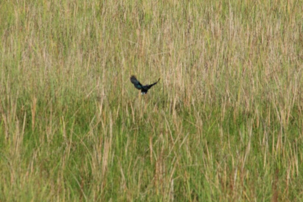 Jackson's Widowbird on Florida Everglades