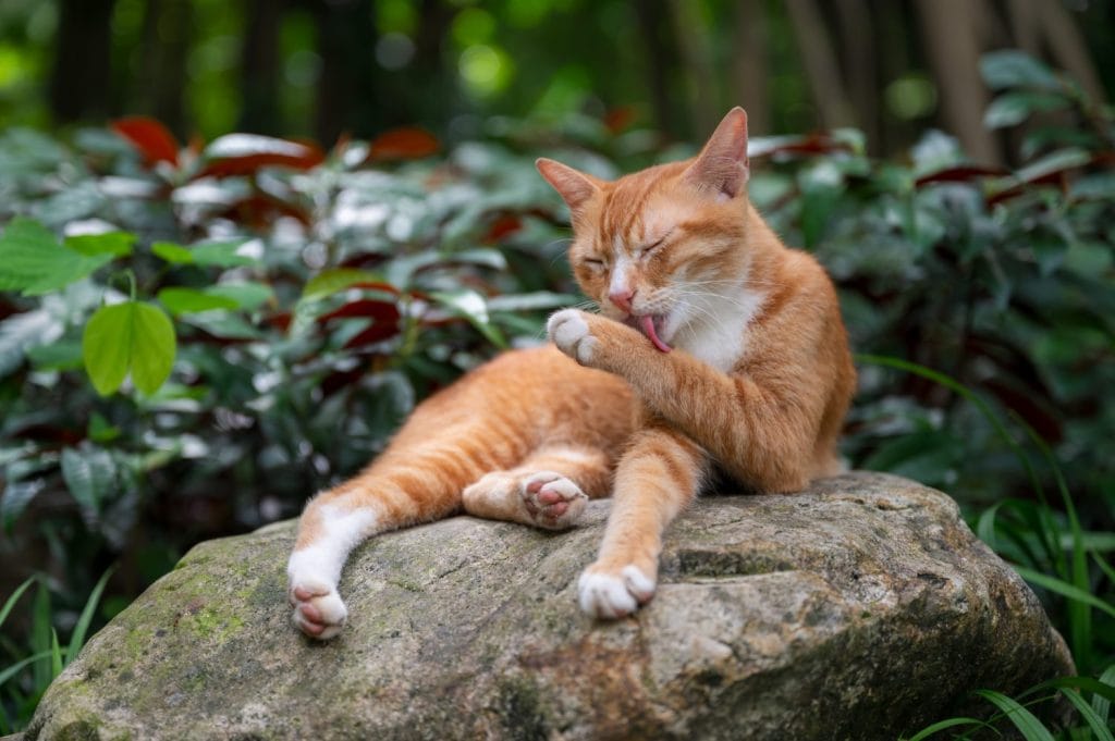 Cat lying on rock and licking paw