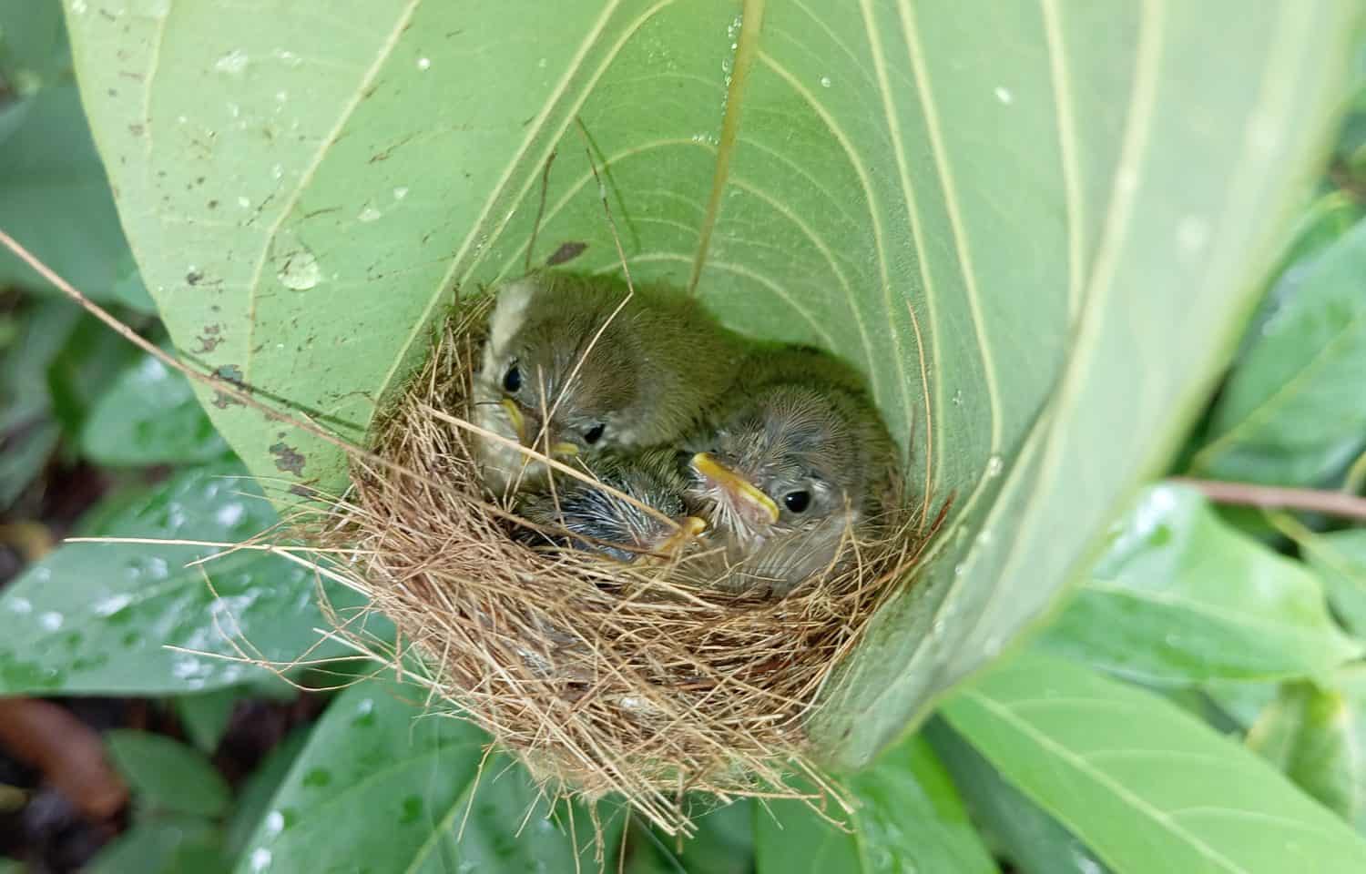 Tailorbird Nest closeup with three tiny chicks nestled together in the nest. Tailorbirds (Common Tailorbird) expertise in weaving intricately designed nests for its chicks is commendable. Cute Chicks.
