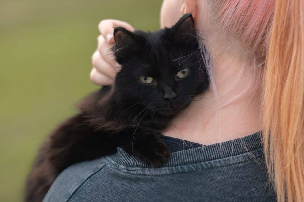 black cat sits on owner shoulder in park in summer