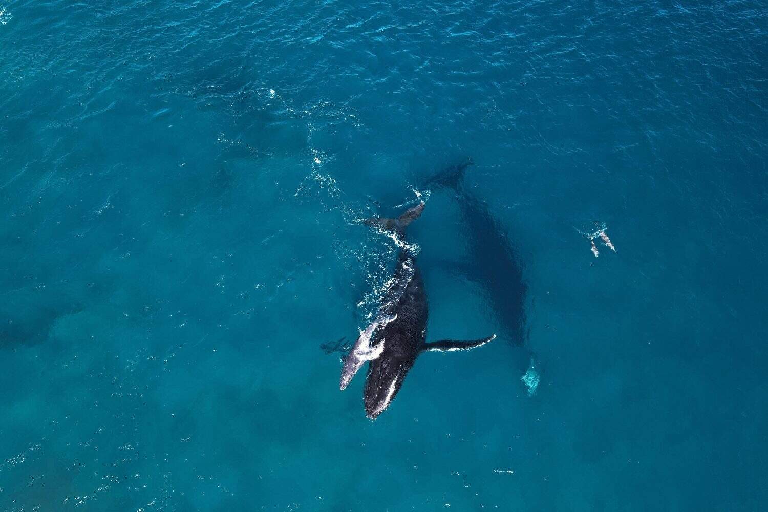 Aerial picture of humpback whales and dolphins playing together. Two adults whales and one calf with bottlenose dolphins in Exmouth, Western Australia. Beautiful marine life moment in the ocean.