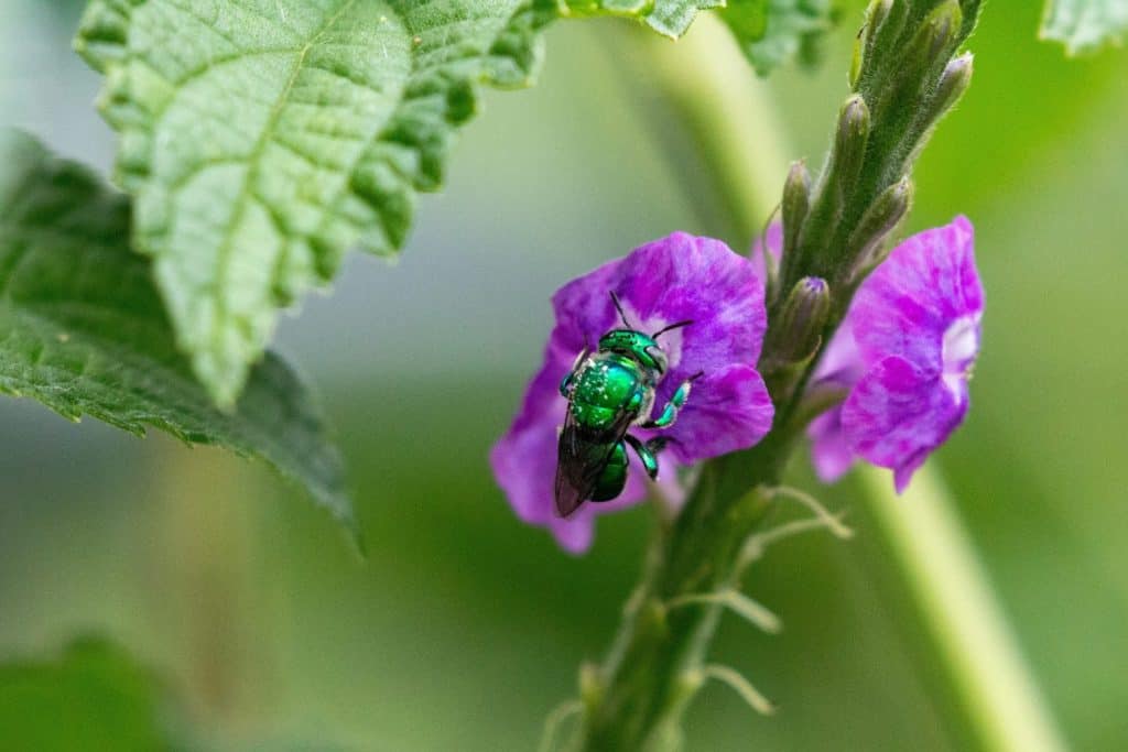 Euglossa dilemma (green orchid bee) on a red flower
