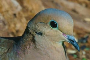 A closeup of mourning dove (Zenaida macroura) with blue eyelid and a black beak