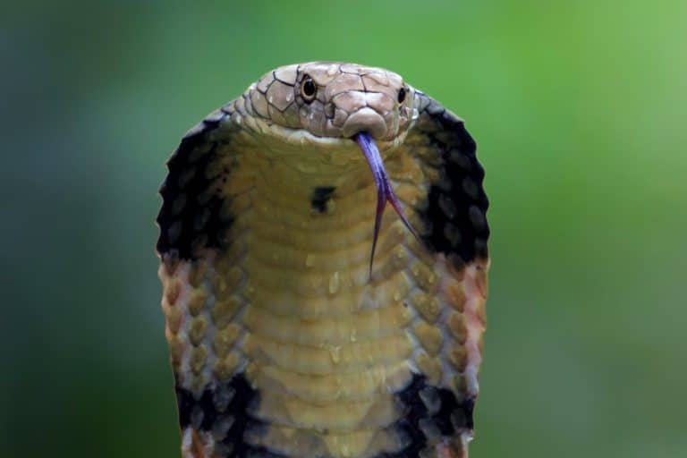 Closeup head of king cobra snake, closeup head king cobra with natural background