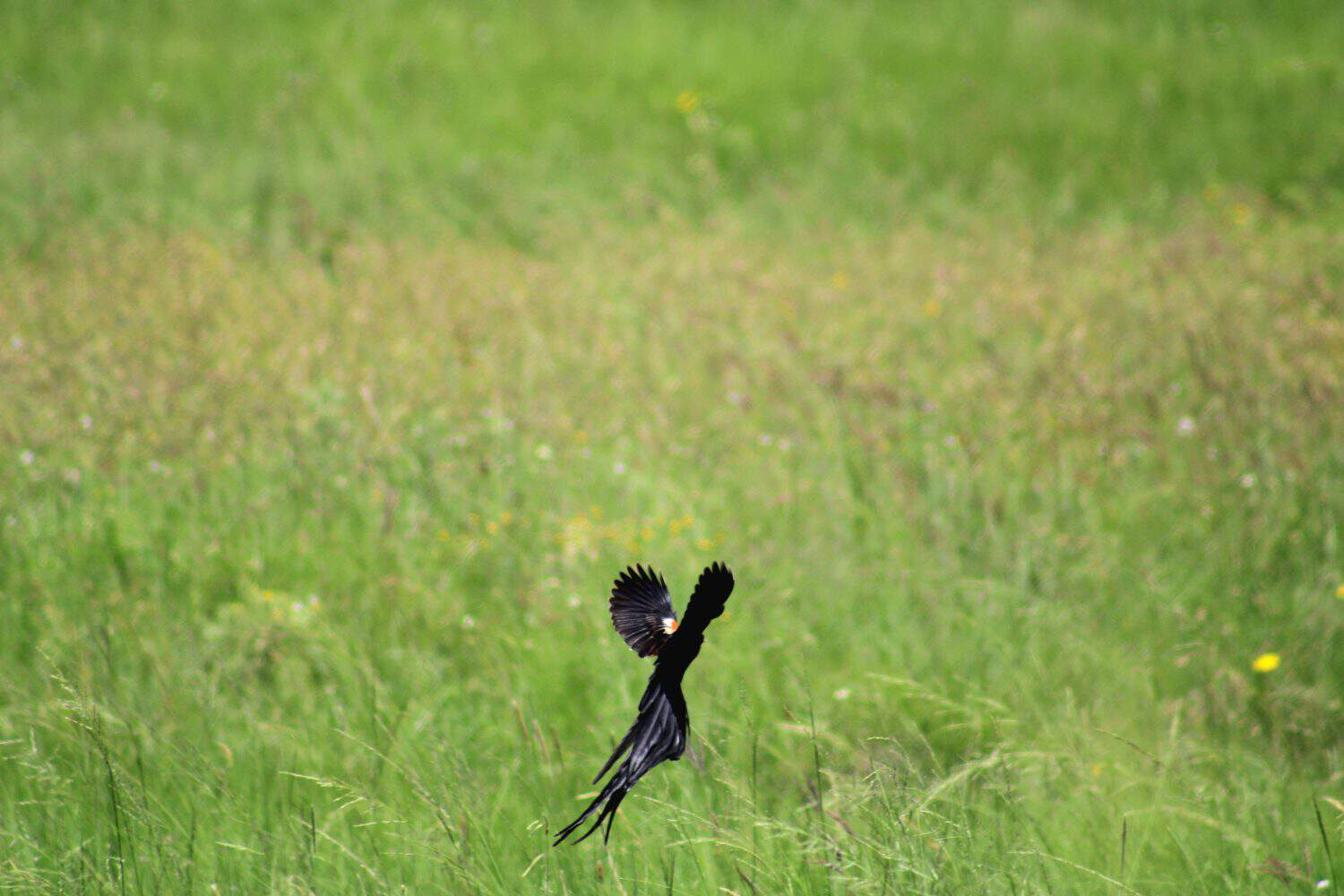 Long-tailed widowbird flying in an open green field in africa.