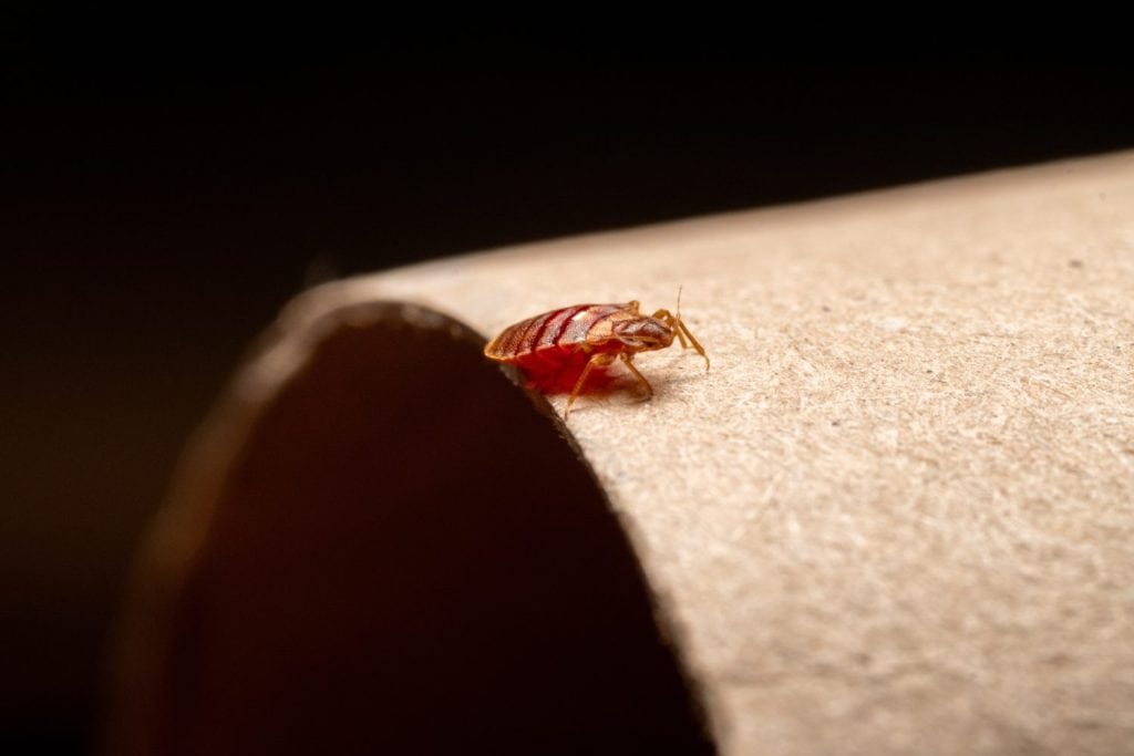 Bedbug on bed and linen macro