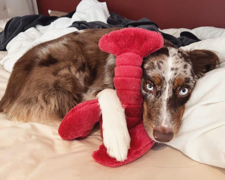 Aspen hugging Larry the lobster
