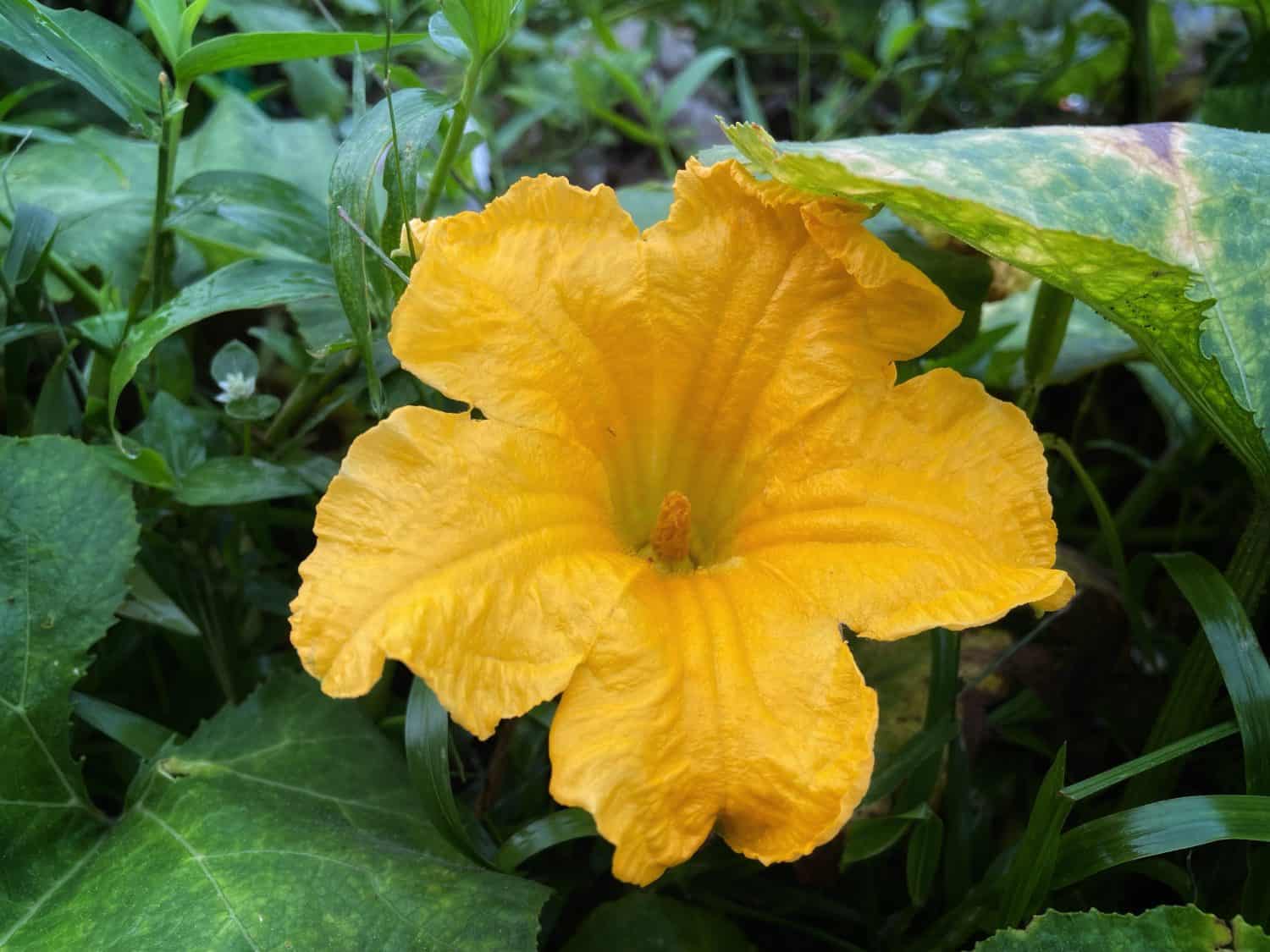 Close up photo of Kabocha flower, kabocha is a type of winter squash, a japanese variety of species cucurbita maxima.