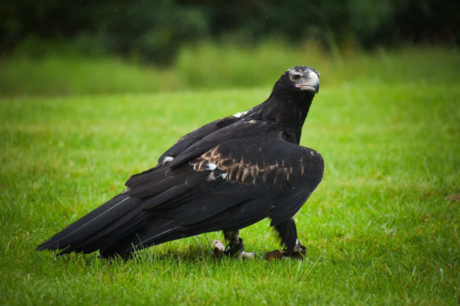 wedge tail eagle resting on ground staring outward