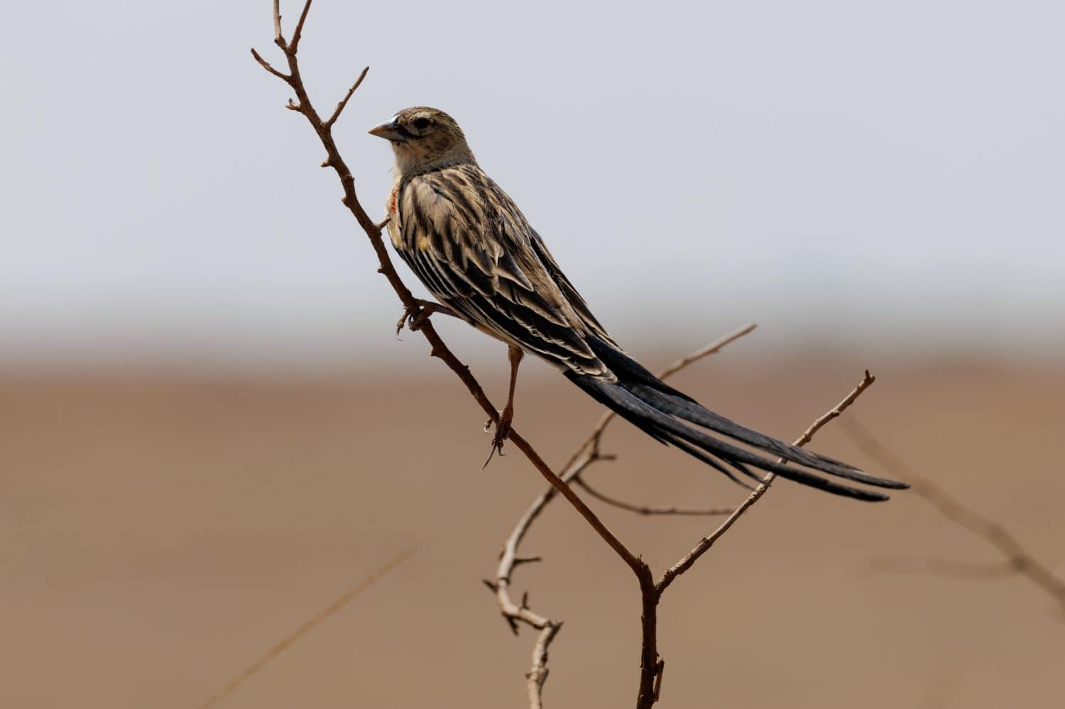 A long-tailed widowbird in Rietvlei Nature Reserve in Africa