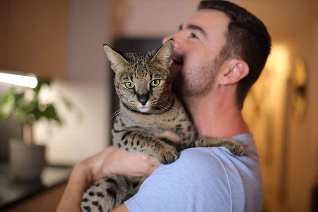 Man holding a Savannah cat