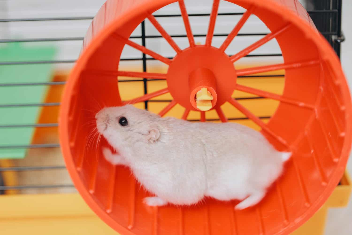 Djungarian hamster exercising inside an orange wheel in a yellow cage, showing a healthy and active lifestyle for small pets