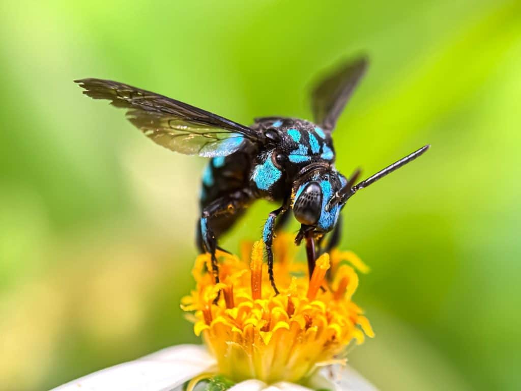 Blue bees suck flower nectar, the neon cuckoo bee (Thyreus nitidulus)