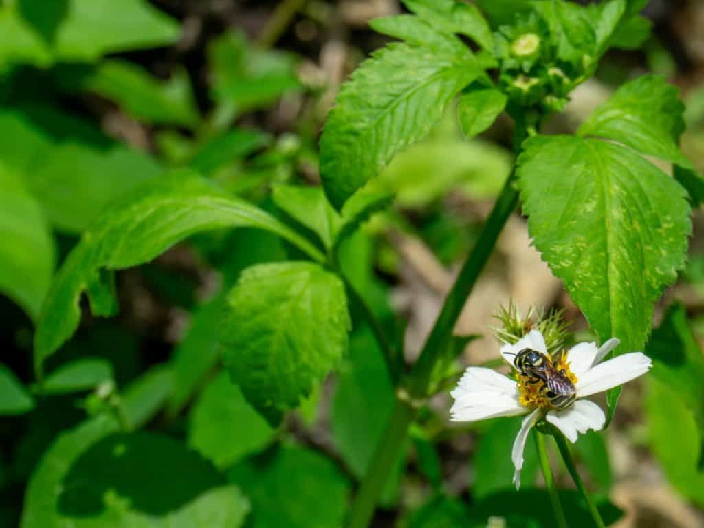 A solitary bee, Diadasia enavata, collects nectar from a white wildflower