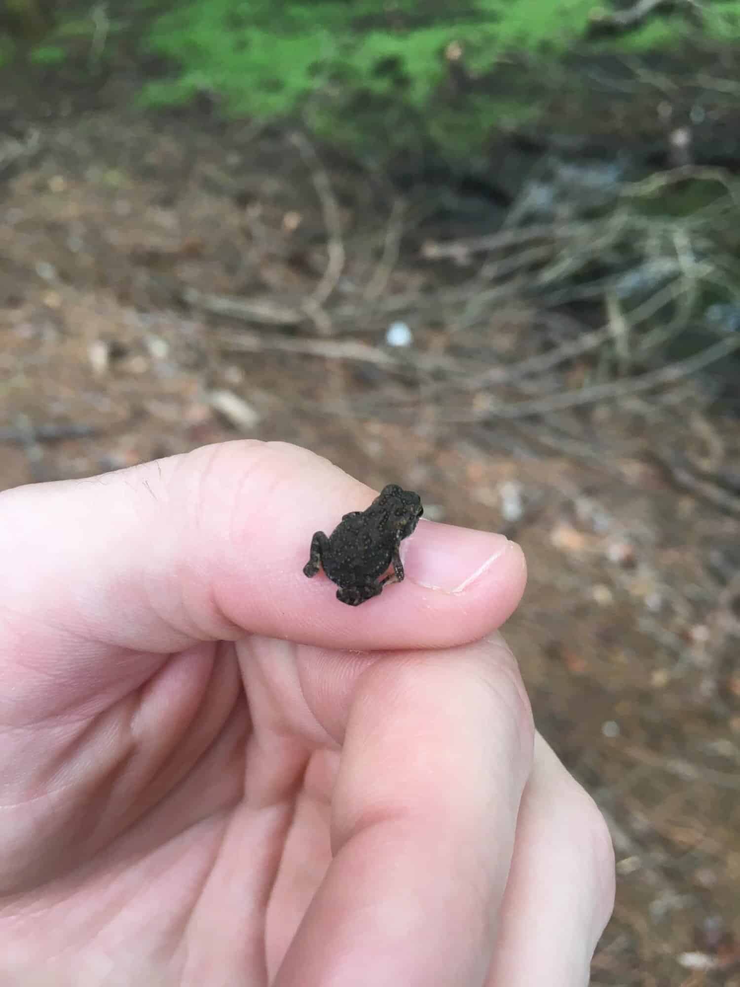 Mini dark colored frog or toad 