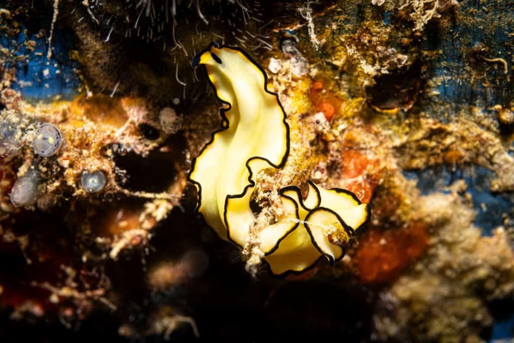 Yellow flatworm, Mabul Island, Malaysia