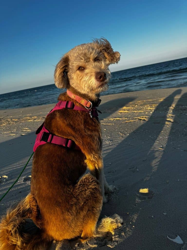 Huskypoo Husky Poodle Dog Beach