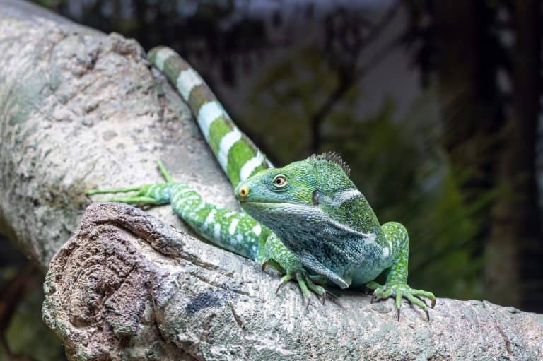 Captive Endangered Fijian Crested Iguana
