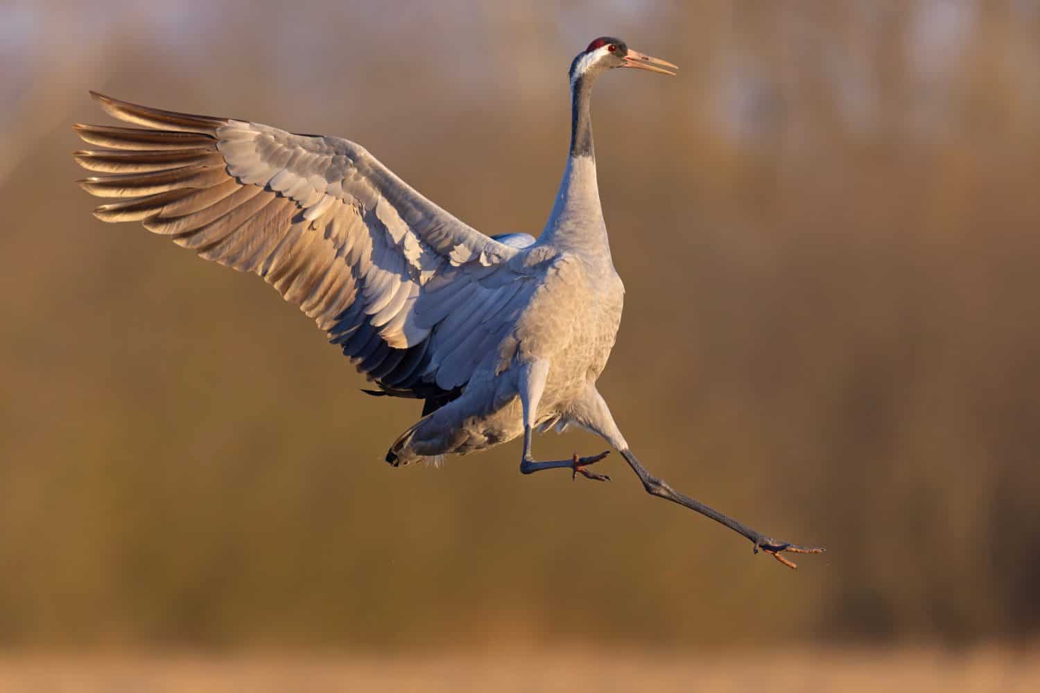The common crane (Grus grus), also known as the Eurasian crane, is a bird of the family Gruidae, the cranes.