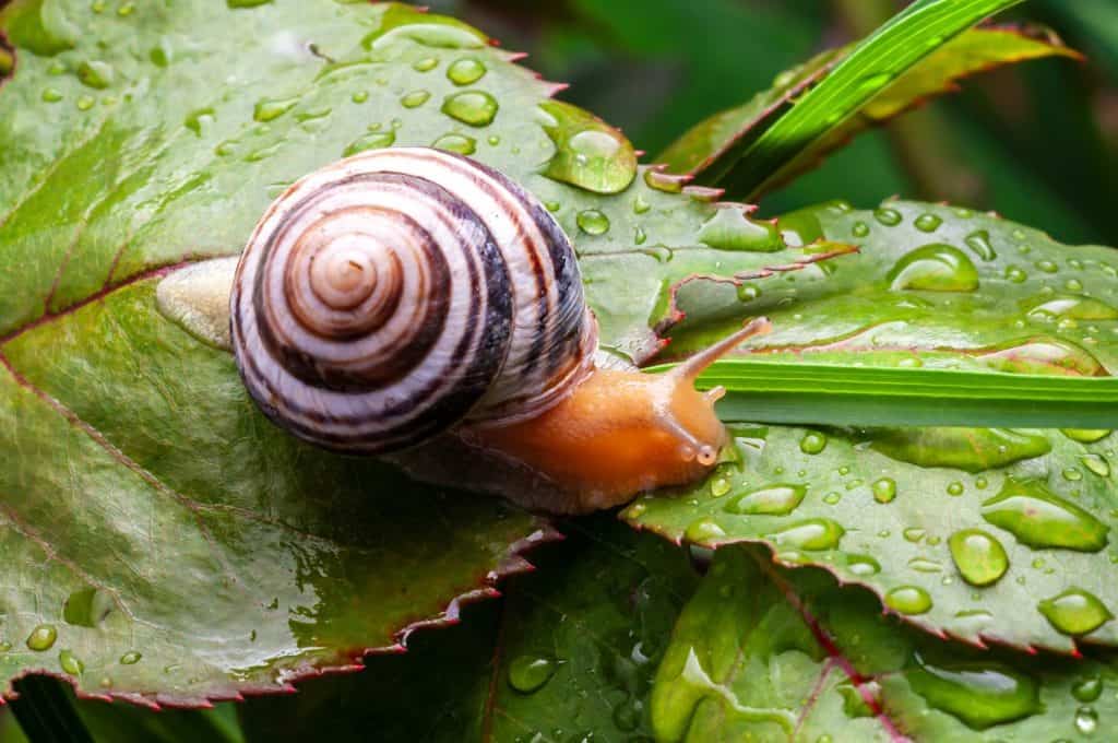 Closeup of a snail crawling on a vibrant green leaf covered in water droplets after a rain, showcasing nature's detail.