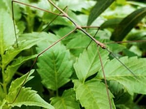Stick Insect Almost Extinct What Is This Massive Stick Insect, and Where Is It Found? - A-Z Animals