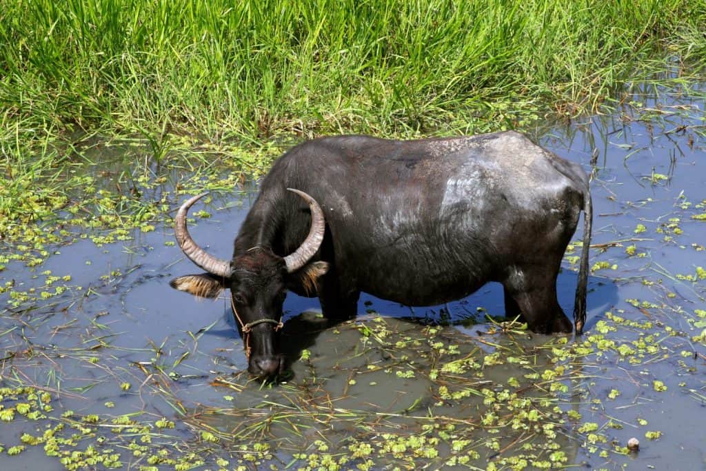 water buffalo eating grass, Bangladesh
