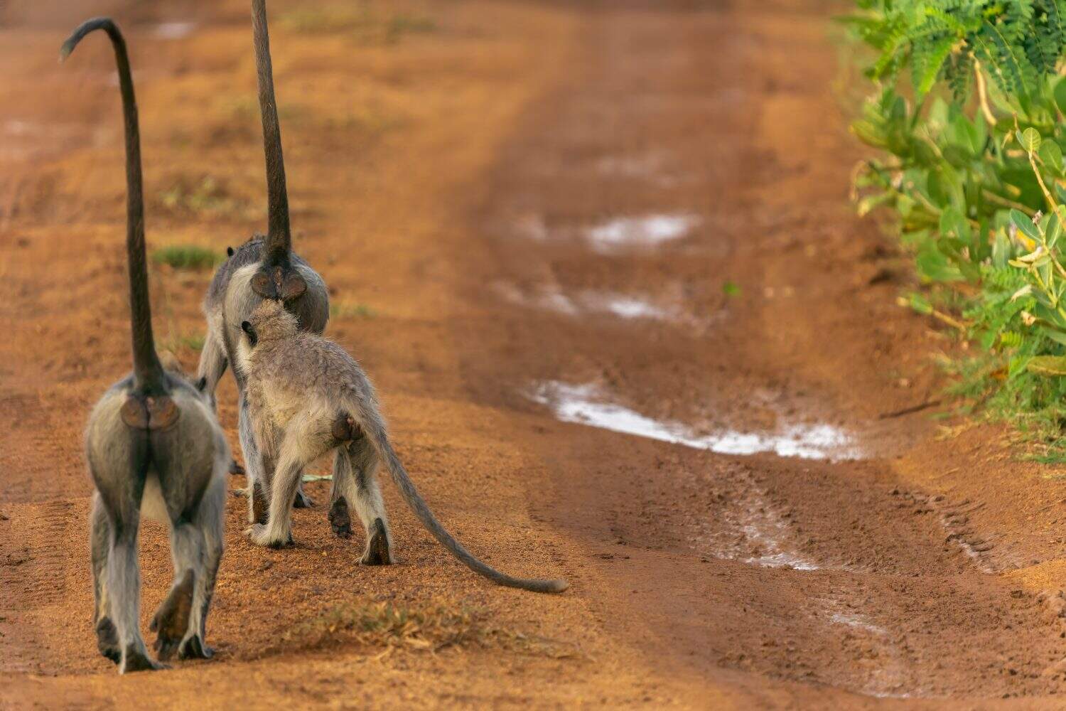 Wildlife in Yala National Park National Park, purple-faced langur or Semnopithecus vetulus rear view of group walking away along red dirt road in Sri Lanka.