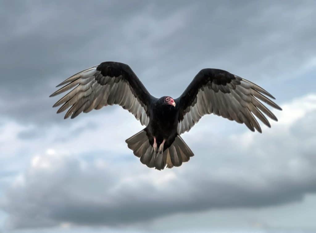 A Turkey Vulture Flying in Front of Dark Clouds