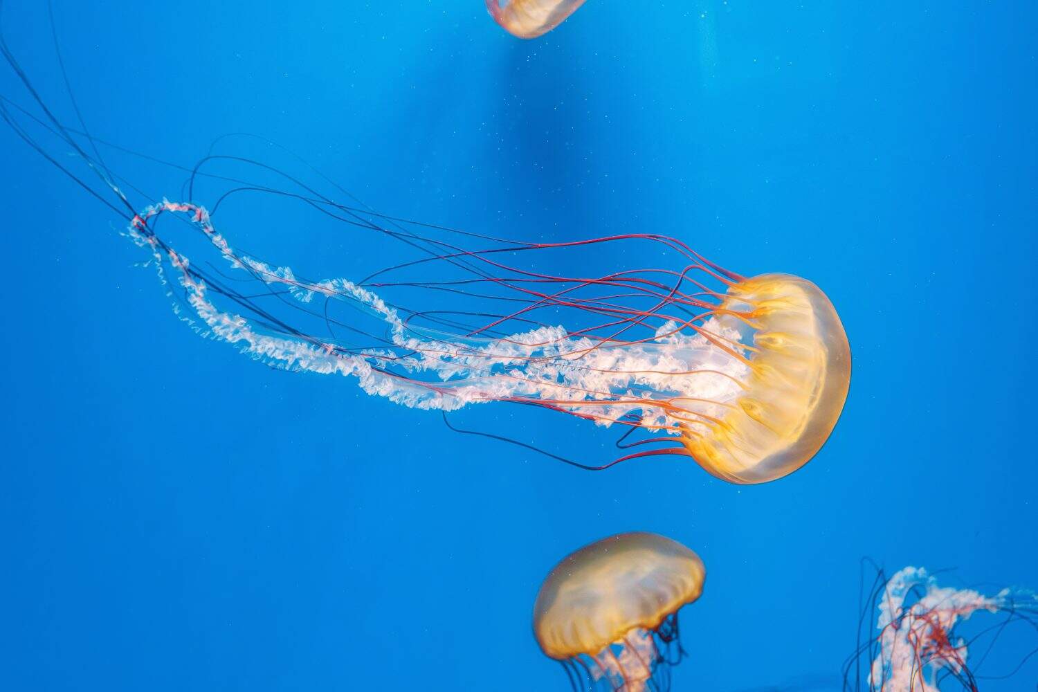underwater photography jellyfish Chrysaora fuscescens, Pacific sea nettle, West Coast sea nettle close-up