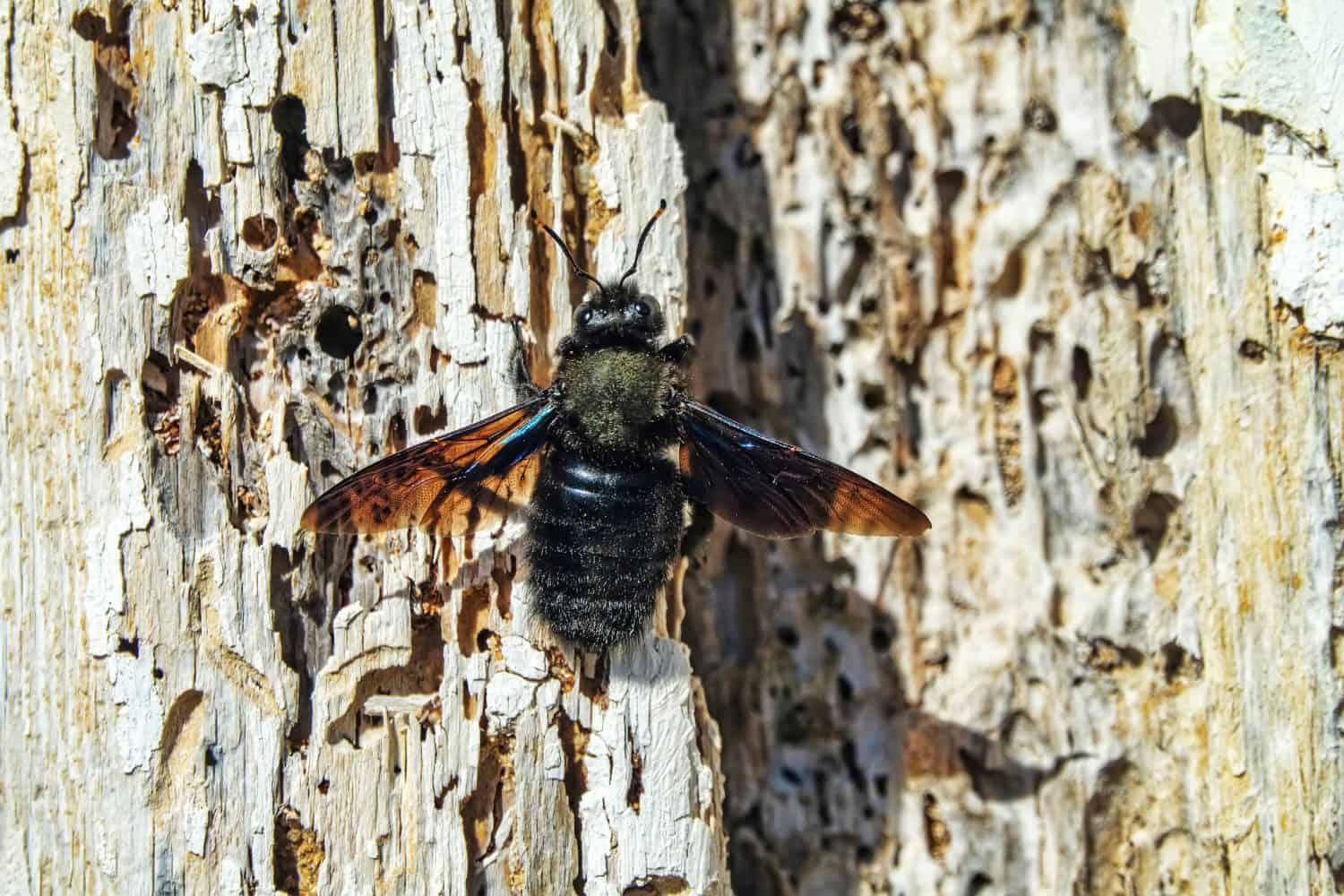Common carpenter bee (Xylocopa valga) in search of suitable wood for burrowing for larvae, search animal behavior. Insect imago and larvae love this dry tree and have drilled holes in wood, wormy