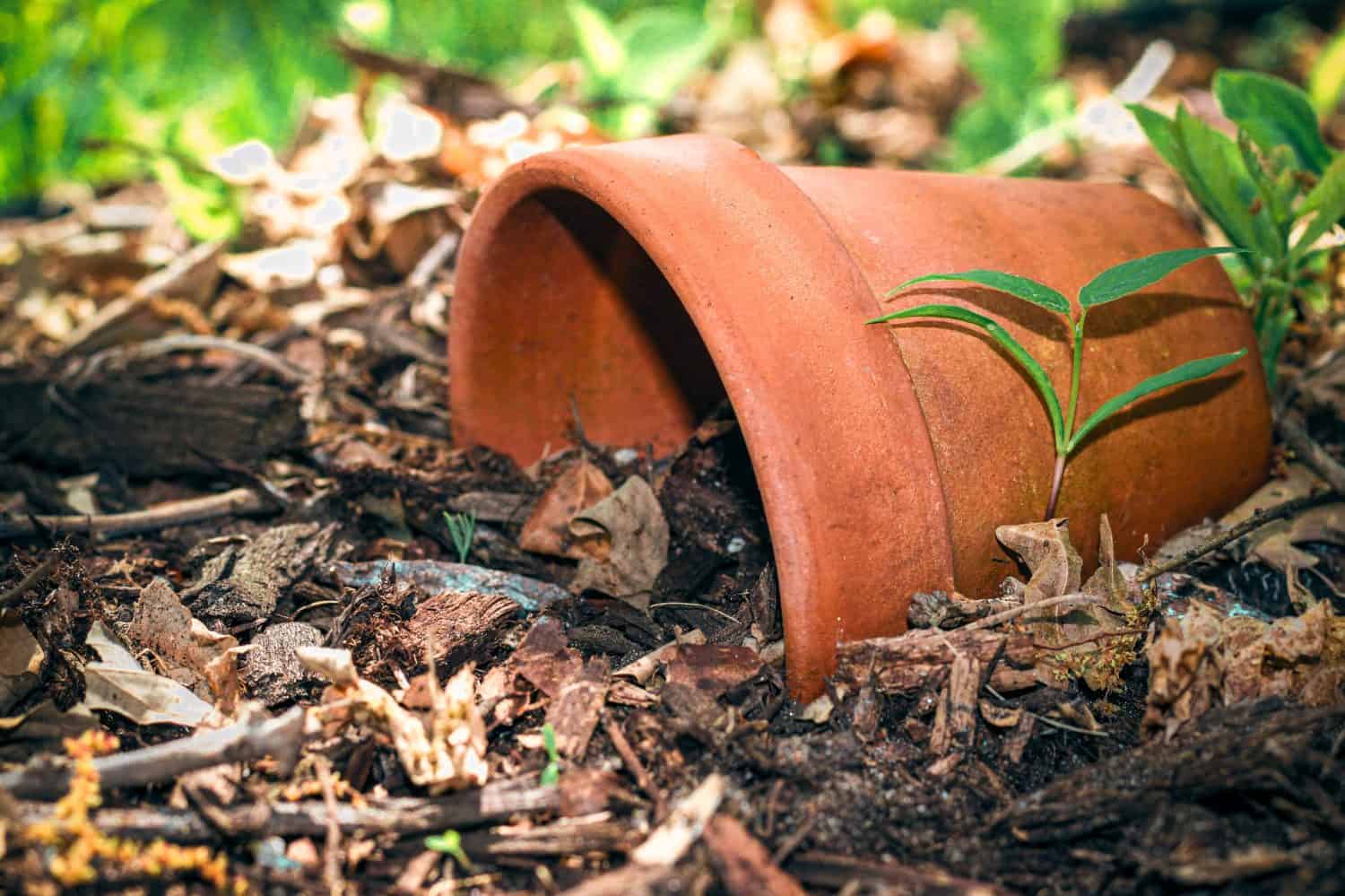a clay pot lying on its side in a garden setting, with a small green plant growing by it. toad abode habitat. tipped over planter on the ground.