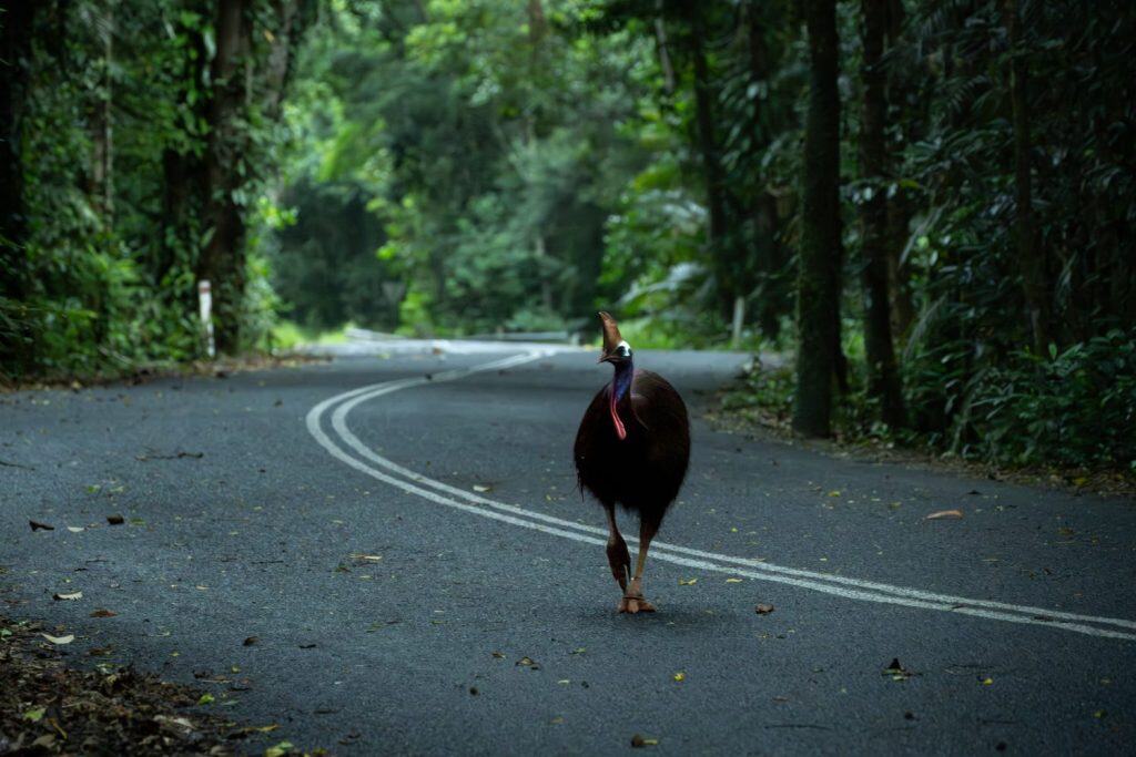 Cassowary in the Daintree Rainforest, Australia HD