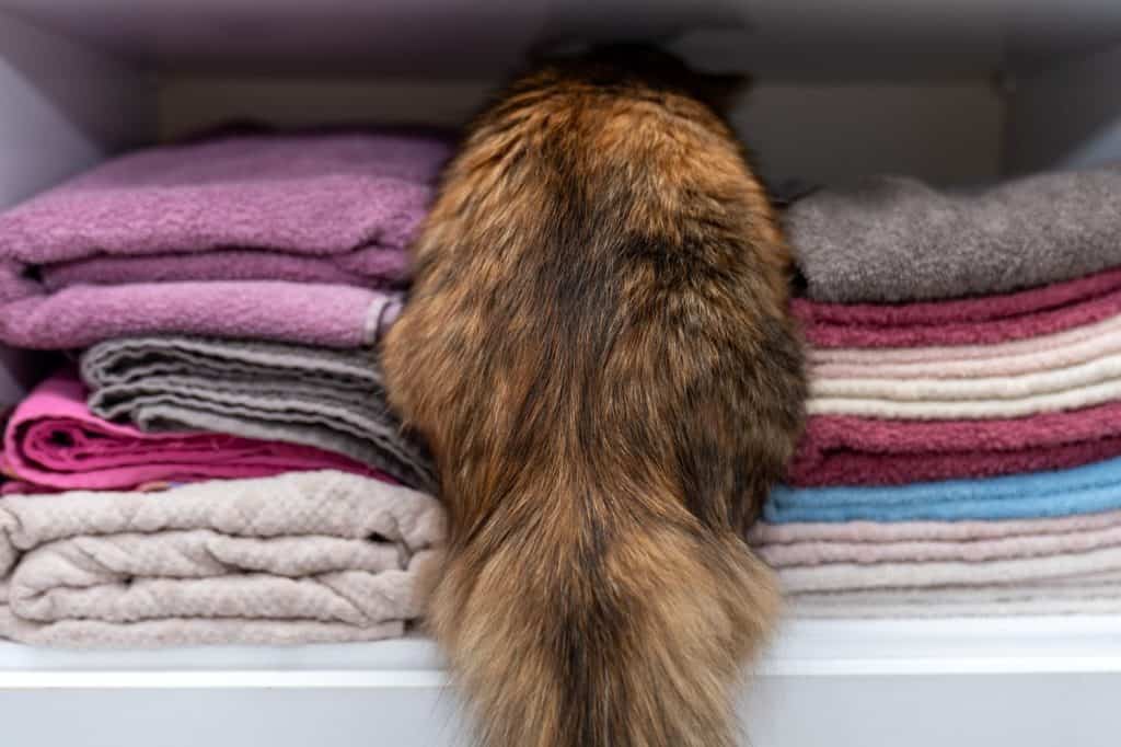 Funny Cat Hiding in Closet Between Folded Towels. Cute Pet Animal in Home Interior, Cozy Furry Kitten in Laundry Shelf. Domestic Cat Behavior, Adorable Pet Humor, Feline in Storage Space