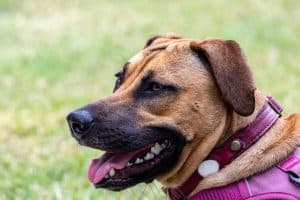 close up of a black mouth cur dog