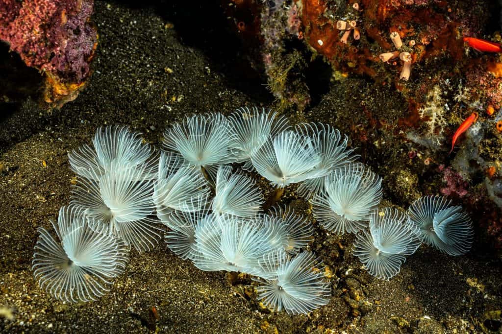 Delicate white feather duster worms cluster together on the sandy ocean floor in the Banda Sea, Indonesia. This vibrant underwater ecosystem highlights the richness of marine life and biodiversity.