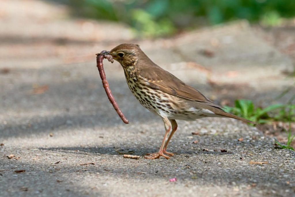 A Bird That Eats Worms in the Soil: Discover Nature’s Soil Cleaners