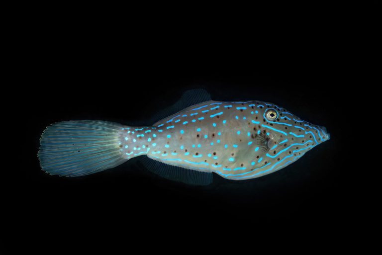 A Scrawled Filefish (Aluterus scriptus) at the Blue Heron Bridge, Riviera Beach, Phil Foster Park, Florida