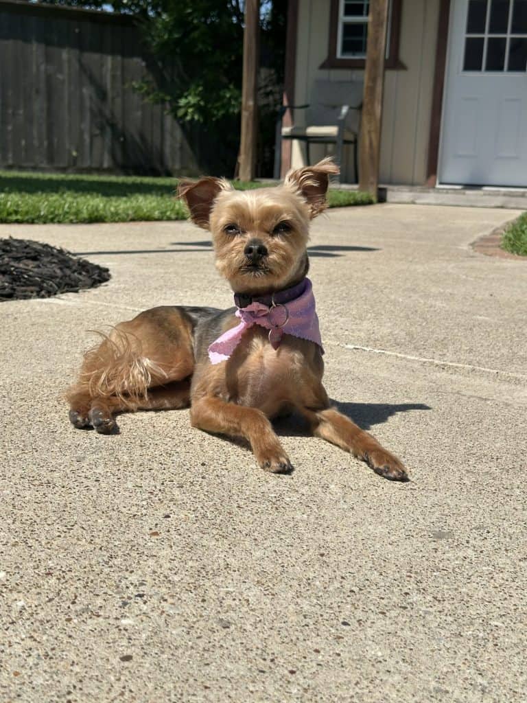 7 year old dorkie enjoying sunshine