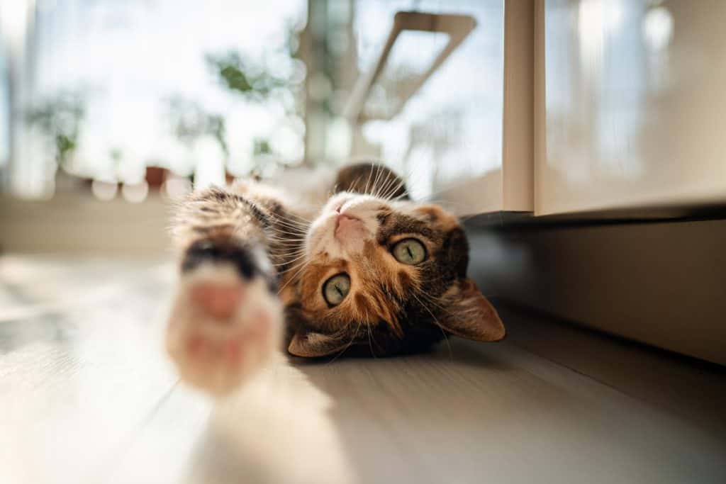 Lazy calico cat lying on the floor and raising, stretching paw, wants to play, looking at camera, bottom view. Cute kitty resting, chilling at home, fool around. Life of pets, domestic animals concept