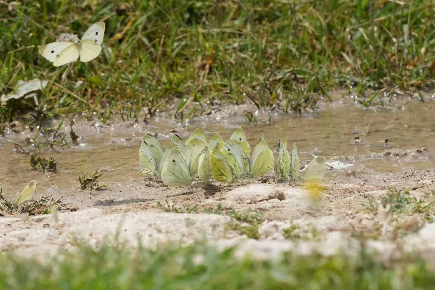 Natural closeup on an aggregation of European Green-veined White butterflies, Pieris napi in a mud pool