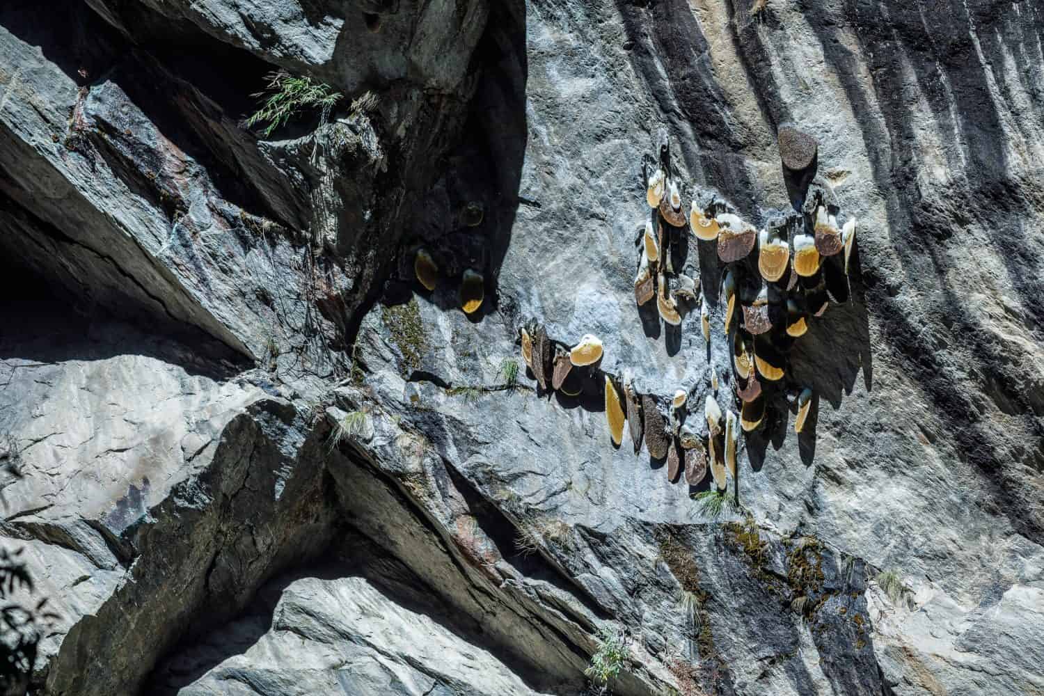 Wild honeycombs of Himalayan giant bees on mountain cliff in Nepal rare natural honey in remote wilderness