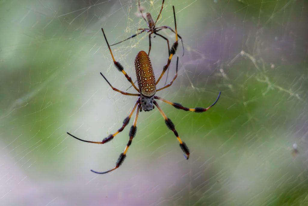 Male golden silk orb weaver (Trichonephila clavipes) attempting to mate with a much larger female
