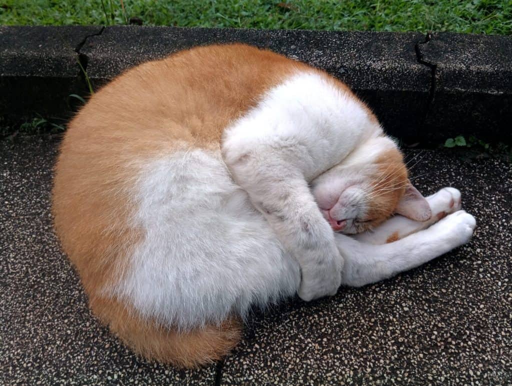 A cat sleeping curled up in a cozy ball is called a 'cat loaf' or 'doughnut cat.' This adorable position helps them conserve warmth and feel secure.