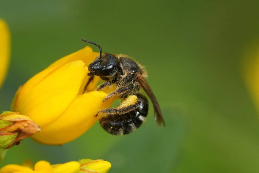 Natural closeup on a bull-headed furrow bee, Lasioglossum zonulum visiting a Yellow loosestrife wildflower