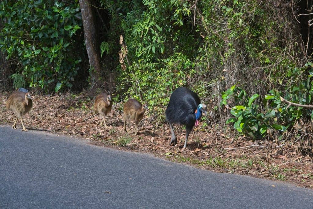 Cassowary with three chicks walking along side road in North Queensland.