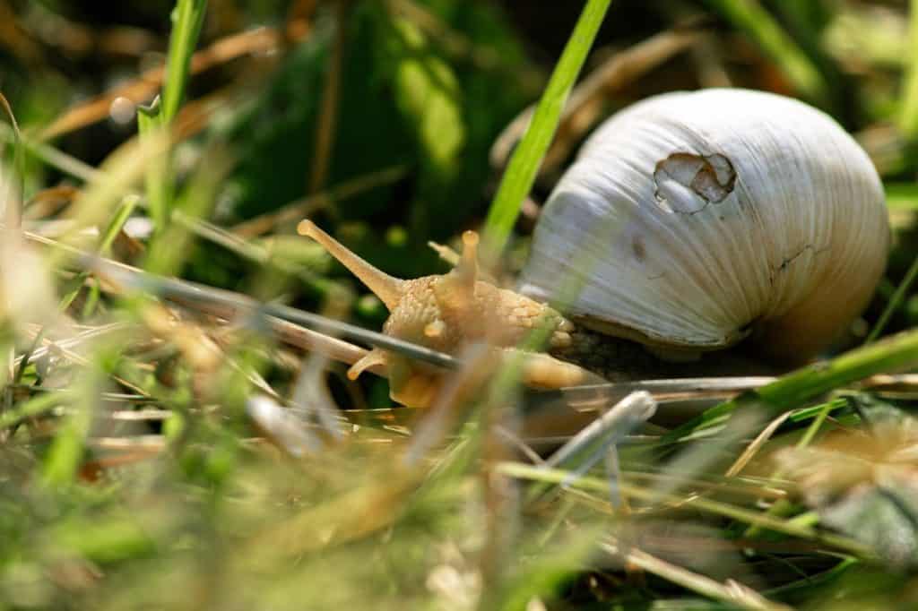 Close-up of a white-shelled snail with a cracked shell, bravely moving through dry grass and green leaves, its textured body and antennae catching the morning sunlight.