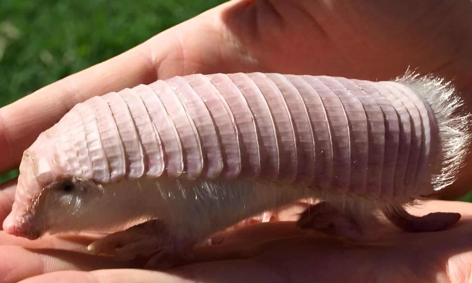 Endangered Pink Fairy Armadillo, the world’s smallest armadillo species, adapted to sandy deserts and grasslands of Argentina